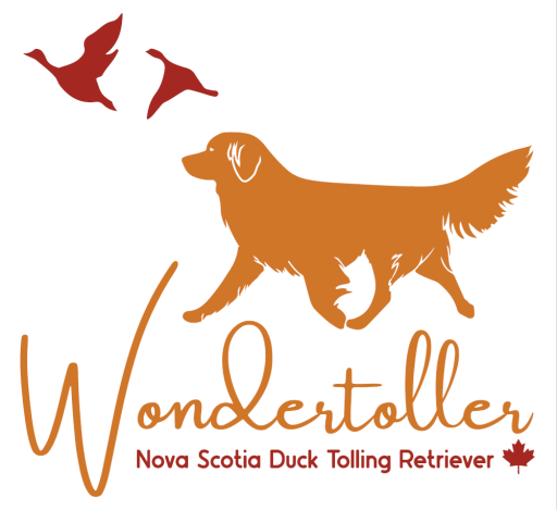 Allevamento amatoriale "Wondertoller" Nova Scotia Duck Tolling Retriever