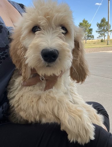 Lil Haven Ranch, LLC